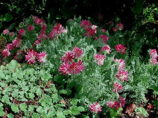 Anthyllis Montana Rubra Flowers Seed. Kindney Vetch, Ladies Fingers. great for borders - Caribbean garden seed