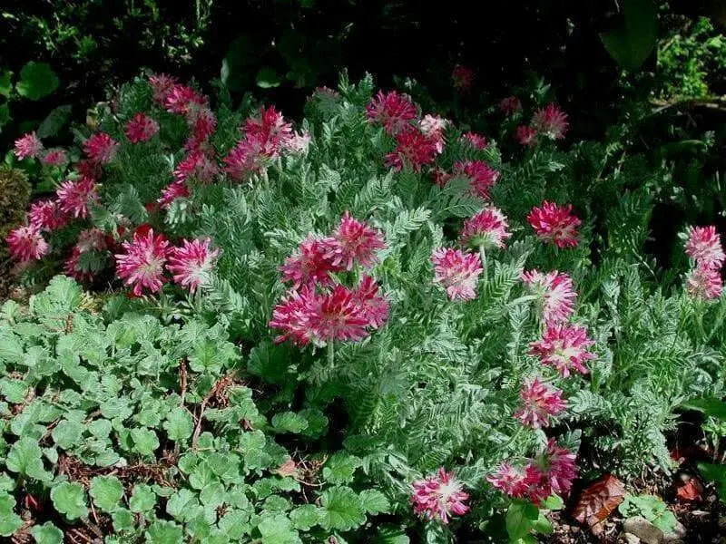 Anthyllis Montana Rubra Flowers Seed. Kindney Vetch, Ladies Fingers. great for borders - Caribbean garden seed