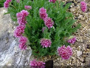 Anthyllis Montana Rubra Flowers Seed. Kindney Vetch, Ladies Fingers. great for borders - Caribbean garden seed