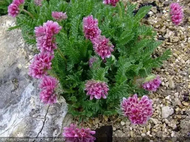 Anthyllis Montana Rubra Flowers Seed. Kindney Vetch, Ladies Fingers. great for borders - Caribbean garden seed