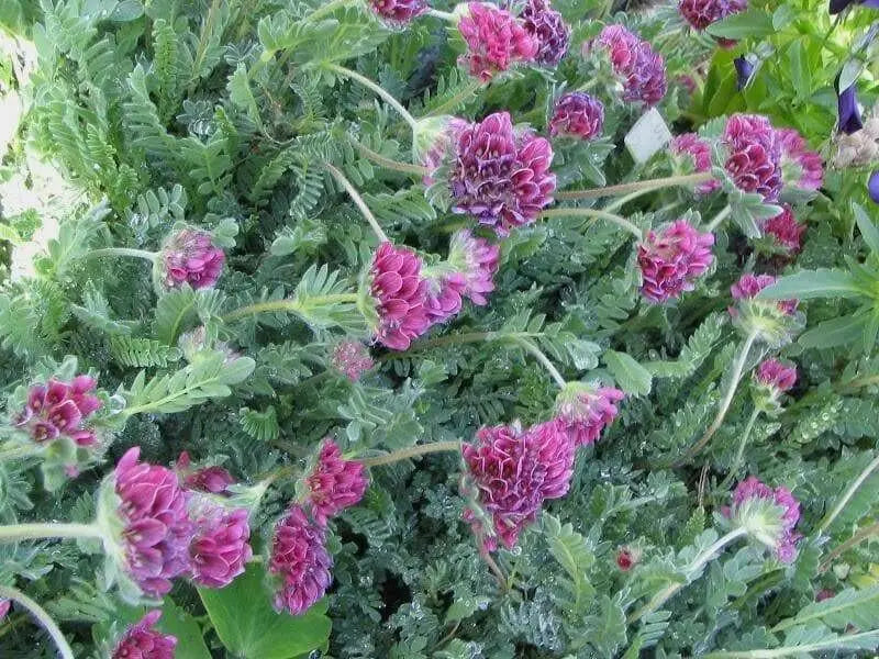 Anthyllis Montana Rubra Flowers Seed. Kindney Vetch, Ladies Fingers. great for borders - Caribbean garden seed