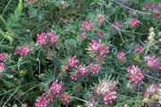 Anthyllis Montana Rubra Flowers Seed. Kindney Vetch, Ladies Fingers. great for borders - Caribbean garden seed
