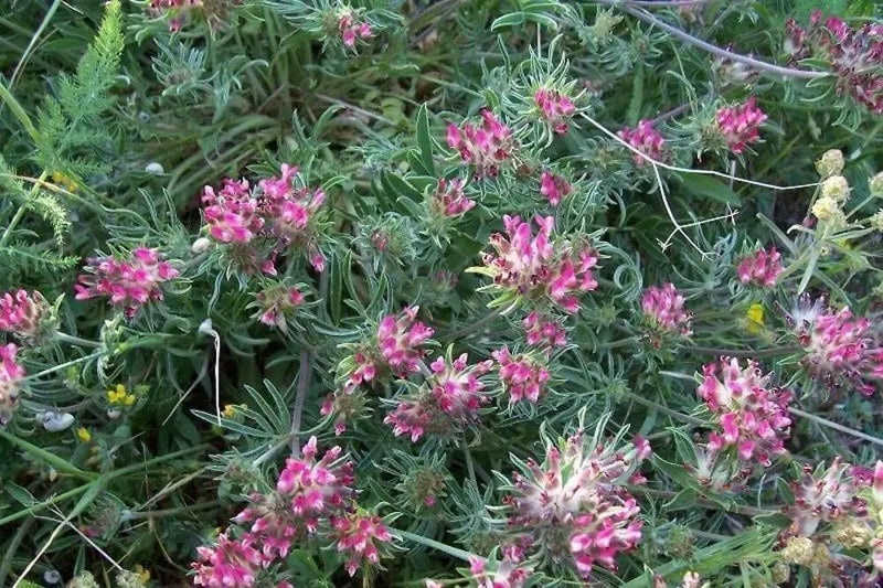 Anthyllis Montana Rubra Flowers Seed. Kindney Vetch, Ladies Fingers. great for borders - Caribbean garden seed