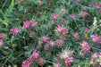 Anthyllis Montana Rubra Flowers Seed. Kindney Vetch, Ladies Fingers. great for borders - Caribbean garden seed