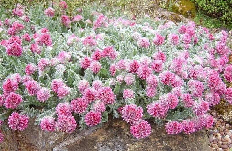 Anthyllis Montana Rubra Flowers Seed. Kindney Vetch, Ladies Fingers. great for borders - Caribbean garden seed