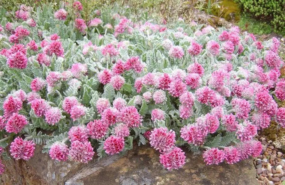 Anthyllis Montana Rubra Flowers Seed. Kindney Vetch, Ladies Fingers. great for borders - Caribbean garden seed