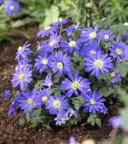Anemone Blanda  Bulb (Blue Windflower ) Perennial - Caribbean garden seed