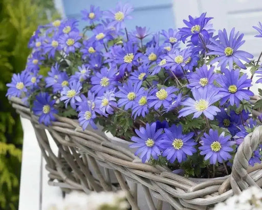 Anemone Blanda  Bulb (Blue Windflower ) Perennial - Caribbean garden seed