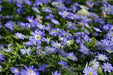 Anemone Blanda  Bulb (Blue Windflower ) Perennial - Caribbean garden seed