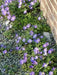 Anemone Blanda  Bulb (Blue Windflower ) Perennial - Caribbean garden seed