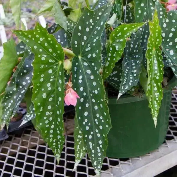 Angel wing begonia my special angel (  PLANTS) Fragrant PLANT - Caribbean garden seed