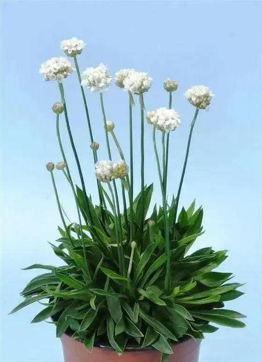 ARMERIA 'Ballerina White' - Flowers Seeds, Perennial - Caribbean garden seed