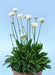 ARMERIA 'Ballerina White' - Flowers Seeds, Perennial - Caribbean garden seed