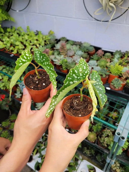 Angel wing begonia my special angel (  PLANTS) Fragrant PLANT - Caribbean garden seed