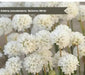 ARMERIA 'Ballerina White' - Flowers Seeds, Perennial - Caribbean garden seed