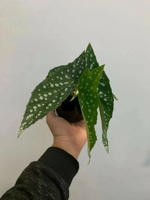 Angel wing begonia my special angel (  PLANTS) Fragrant PLANT - Caribbean garden seed