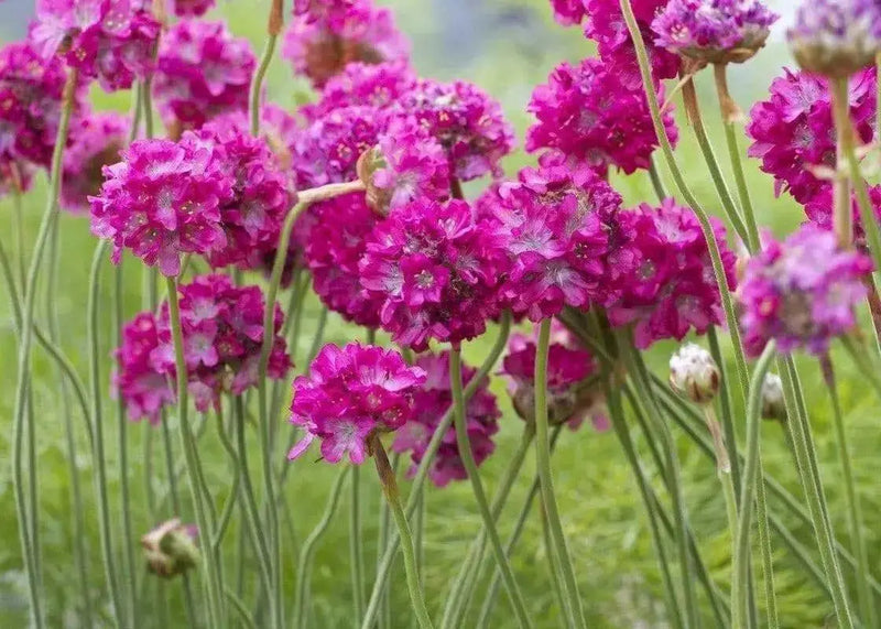 Armeria Maritima Splendens Seeds'- Thrift Pink - Great for cut flowers, Perennial - Caribbean garden seed