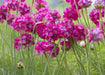 Armeria Maritima Splendens Seeds'- Thrift Pink - Great for cut flowers, Perennial - Caribbean garden seed