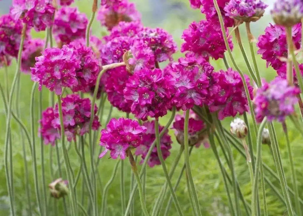 Armeria Maritima Splendens Seeds'- Thrift Pink - Great for cut flowers, Perennial - Caribbean garden seed