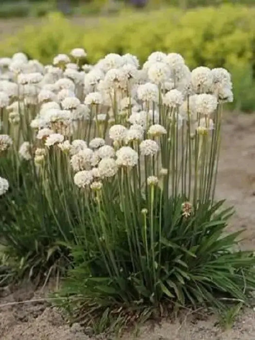 ARMERIA 'Ballerina White' - Flowers Seeds, Perennial - Caribbean garden seed