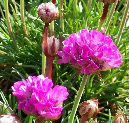 Armeria Maritima Splendens Seeds'- Thrift Pink - Great for cut flowers, Perennial - Caribbean garden seed