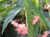Angel wing begonia my special angel (  PLANTS) Fragrant PLANT - Caribbean garden seed