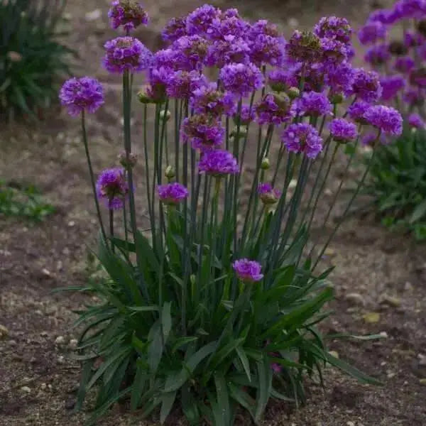 ARMERIA 'Ballerina LILAC' - Flowers Seeds - False Sea Thrift, Perennial - Caribbean garden seed