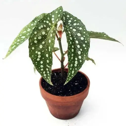 Angel wing begonia my special angel (  PLANTS) Fragrant PLANT - Caribbean garden seed