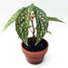 Angel wing begonia my special angel (  PLANTS) Fragrant PLANT - Caribbean garden seed