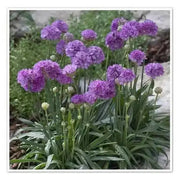 ARMERIA 'Ballerina LILAC' - Flowers Seeds - False Sea Thrift, Perennial - Caribbean garden seed