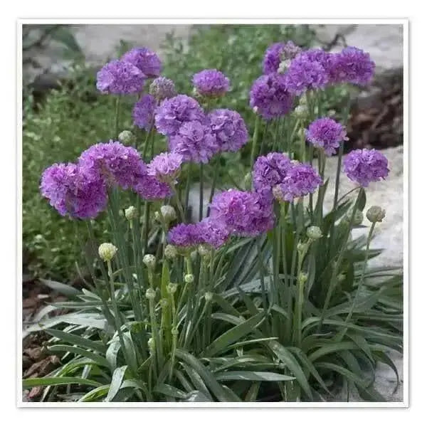 ARMERIA 'Ballerina LILAC' - Flowers Seeds - False Sea Thrift, Perennial - Caribbean garden seed