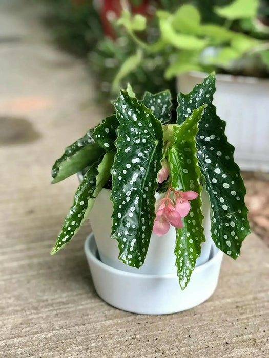 Angel wing begonia my special angel (  PLANTS) Fragrant PLANT - Caribbean garden seed