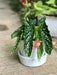 Angel wing begonia my special angel (  PLANTS) Fragrant PLANT - Caribbean garden seed