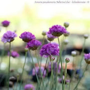 ARMERIA 'Ballerina LILAC' - Flowers Seeds - False Sea Thrift, Perennial - Caribbean garden seed