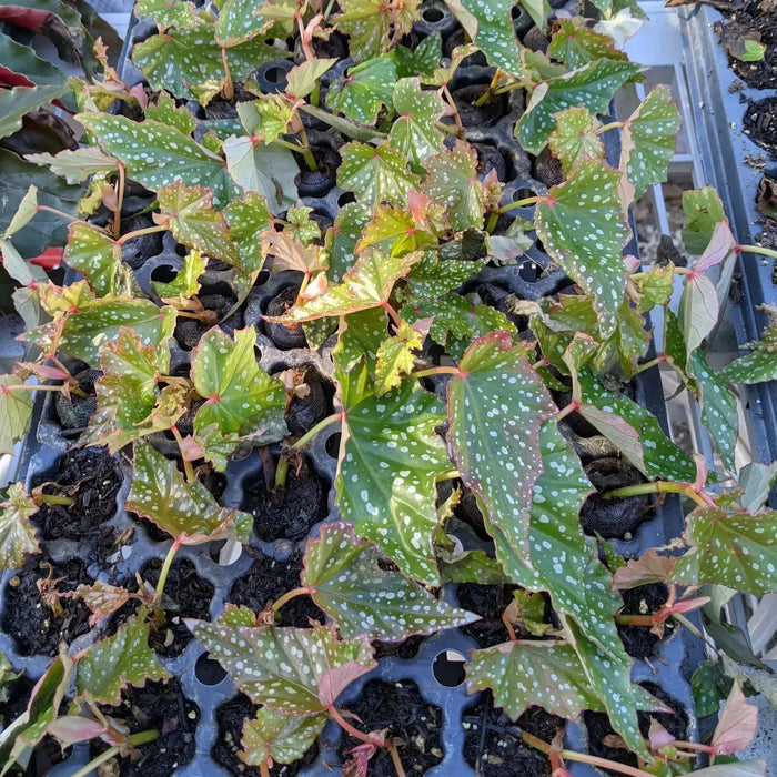 Angel wing begonia my special angel (  PLANTS) Fragrant PLANT - Caribbean garden seed