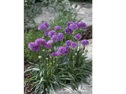 ARMERIA 'Ballerina LILAC' - Flowers Seeds - False Sea Thrift, Perennial - Caribbean garden seed