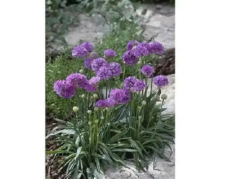ARMERIA 'Ballerina LILAC' - Flowers Seeds - False Sea Thrift, Perennial - Caribbean garden seed