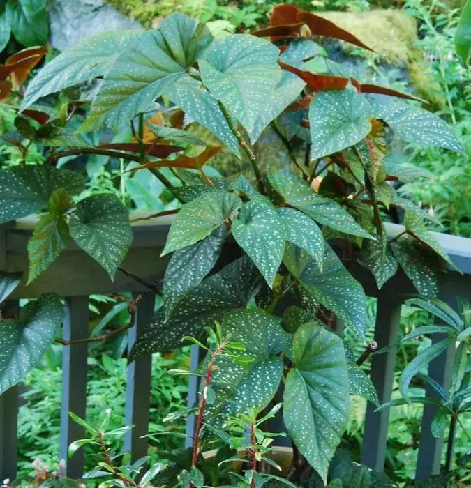 Angel wing begonia my special angel (  PLANTS) Fragrant PLANT - Caribbean garden seed