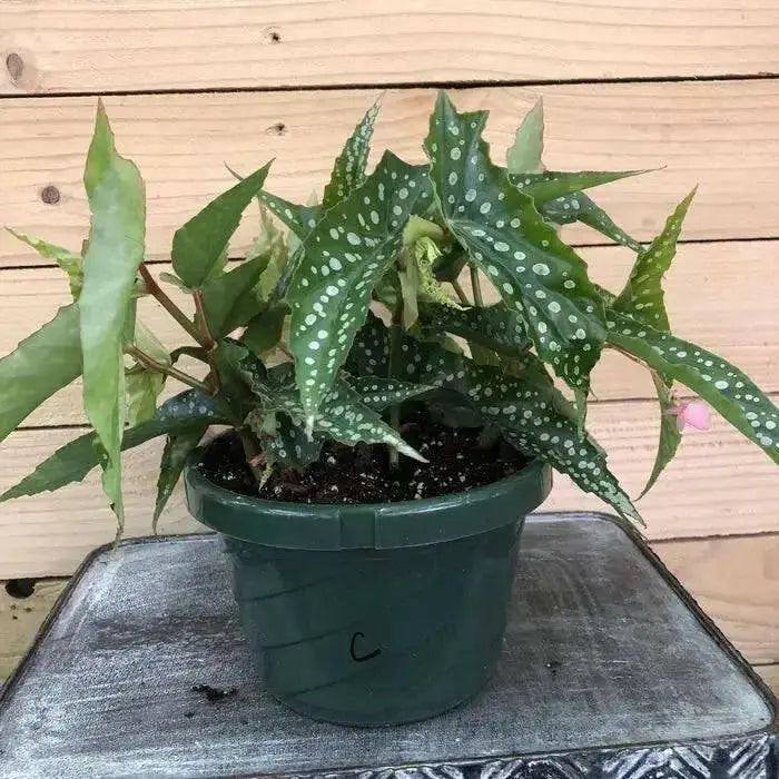 Angel wing begonia my special angel (  PLANTS) Fragrant PLANT - Caribbean garden seed