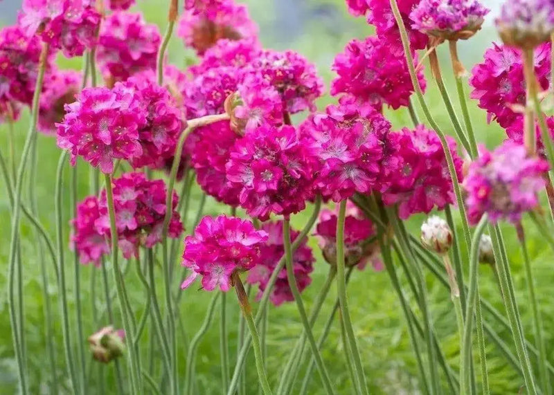 Armeria maritima Seeds 'Splendens'- Sea Pink - Great for cut flowers, Perennial - Caribbean garden seed