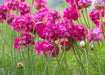 Armeria maritima Seeds 'Splendens'- Sea Pink - Great for cut flowers, Perennial - Caribbean garden seed