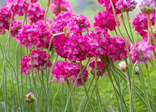 Armeria maritima Seeds 'Splendens'- Sea Pink - Great for cut flowers, Perennial - Caribbean garden seed