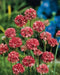 Armeria Maritima Joystick- Mixed  seeds- Drumstick Thrift-Great for cut flowers, Perennial - Caribbean garden seed