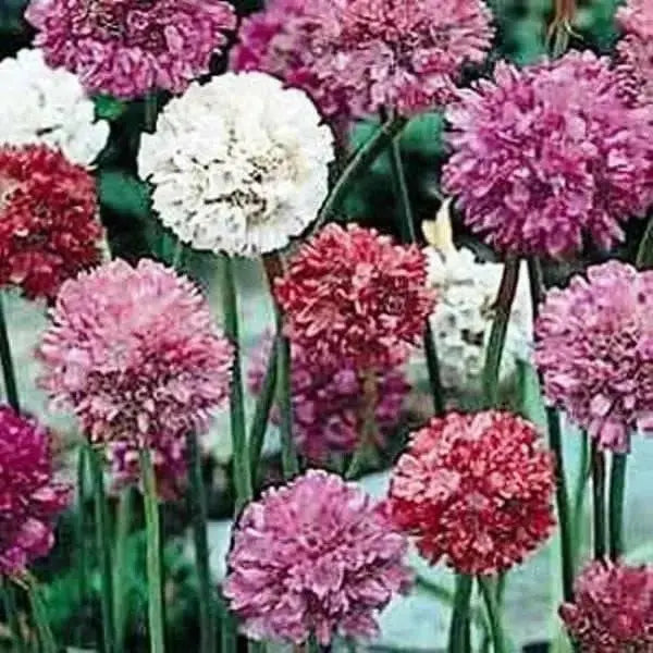 Armeria Maritima Joystick- Mixed  seeds- Drumstick Thrift-Great for cut flowers, Perennial - Caribbean garden seed