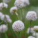 Armeria maritima Seeds 'Alba'- Thrift Pure White - Great for cut flowers, Perennial - Caribbean garden seed