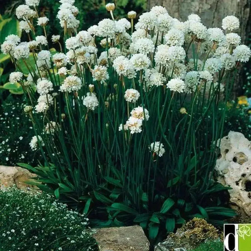 Armeria maritima Seeds 'Alba'- Thrift Pure White - Great for cut flowers, Perennial - Caribbean garden seed