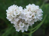Armeria maritima Seeds 'Alba'- Thrift Pure White - Great for cut flowers, Perennial - Caribbean garden seed