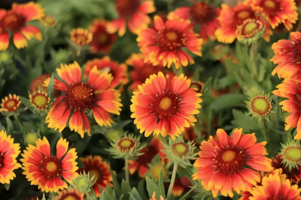 Arizona Sun Blanket Flower ( LIVE STARTER PLANT) - Caribbean garden seed