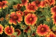 Arizona Sun Blanket Flower ( LIVE STARTER PLANT) - Caribbean garden seed