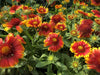 Arizona Sun Blanket Flower ( LIVE STARTER PLANT) - Caribbean garden seed